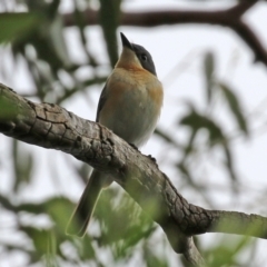 Myiagra rubecula at Acton, ACT - 3 Mar 2022