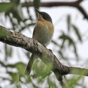 Myiagra rubecula at Acton, ACT - 3 Mar 2022