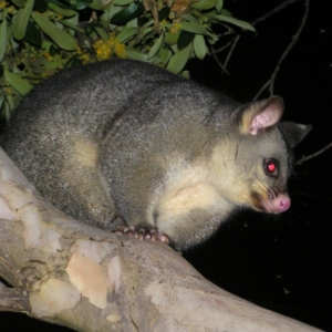 Trichosurus vulpecula at Kambah, ACT - 3 Mar 2022 08:17 PM