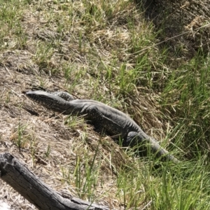 Varanus rosenbergi at Rendezvous Creek, ACT - 20 Oct 2019