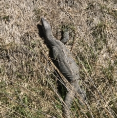 Varanus rosenbergi at Rendezvous Creek, ACT - 20 Oct 2019