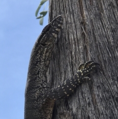 Varanus rosenbergi (Heath or Rosenberg's Monitor) at Booth, ACT - 4 Nov 2018 by GG