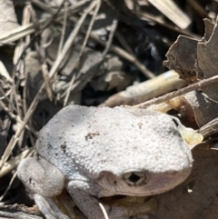 Litoria peronii (Peron's Tree Frog, Emerald Spotted Tree Frog) at Point Hut to Tharwa - 12 Feb 2022 by GG