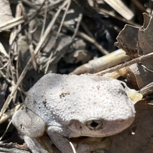 Litoria peronii at Paddys River, ACT - 12 Feb 2022