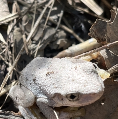 Litoria peronii (Peron's Tree Frog, Emerald Spotted Tree Frog) at Point Hut to Tharwa - 12 Feb 2022 by GG