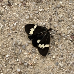 Nyctemera amicus (Senecio Moth, Magpie Moth, Cineraria Moth) at Tennent, ACT - 28 Jan 2022 by GG