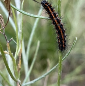 Nyctemera amicus at Tennent, ACT - 28 Jan 2022 12:49 PM