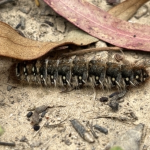 Pterolocera (genus) at Tennent, ACT - 28 Jan 2022 01:20 PM