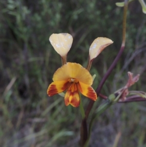 Diuris semilunulata at Tennent, ACT - 9 Nov 2021