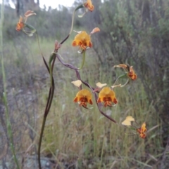 Diuris semilunulata at Tennent, ACT - 9 Nov 2021