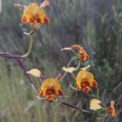 Diuris semilunulata at Tennent, ACT - 9 Nov 2021