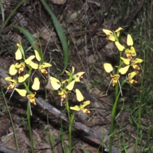 Diuris sulphurea at Tennent, ACT - 9 Nov 2021