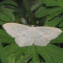 Scopula perlata (Cream Wave) at Tennent, ACT - 9 Nov 2021 by michaelb