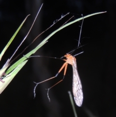 Harpobittacus australis (Hangingfly) at Tennent, ACT - 9 Nov 2021 by michaelb