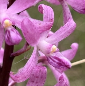 Dipodium roseum at Tennent, ACT - suppressed