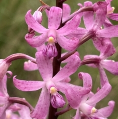 Dipodium roseum at Tennent, ACT - suppressed