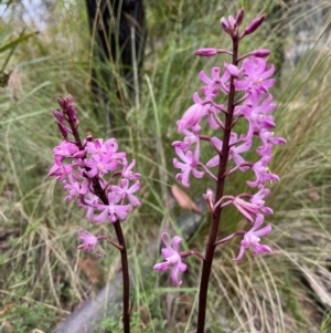 Dipodium roseum at Tennent, ACT - suppressed