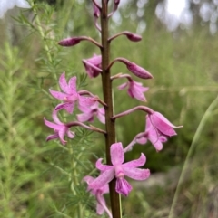 Dipodium roseum at Tennent, ACT - suppressed