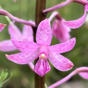 Dipodium roseum at Tennent, ACT - suppressed