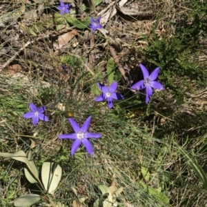 Wahlenbergia sp. at Cotter River, ACT - 23 Jan 2022 02:41 PM