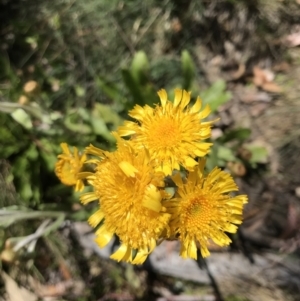 Podolepis robusta at Cotter River, ACT - 23 Jan 2022