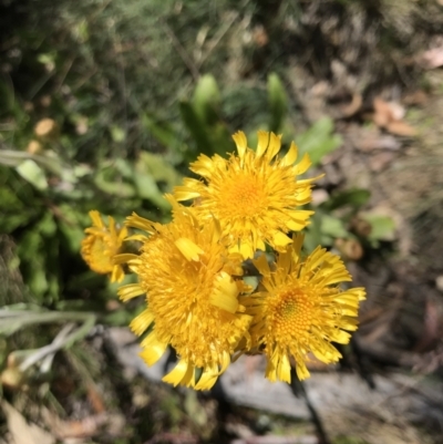 Podolepis robusta (Alpine Podolepis) at Cotter River, ACT - 23 Jan 2022 by GG