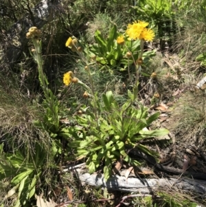 Podolepis robusta at Cotter River, ACT - 23 Jan 2022