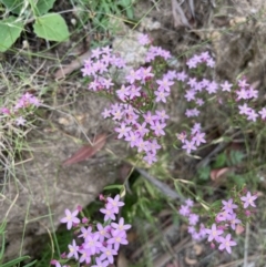 Centaurium sp. (Centaury) at Namadgi National Park - 28 Jan 2022 by GG