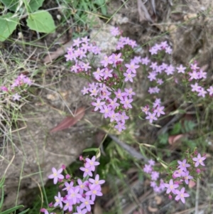 Centaurium sp. at Tennent, ACT - 28 Jan 2022 12:40 PM