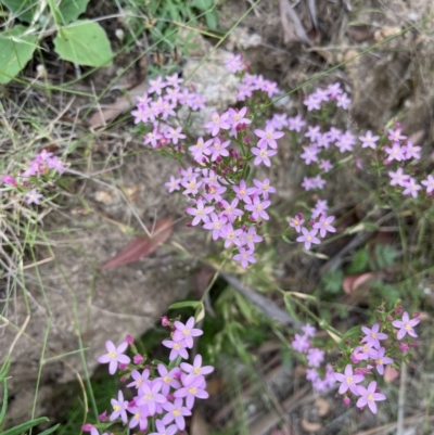 Centaurium sp. (Centaury) at Namadgi National Park - 28 Jan 2022 by GG