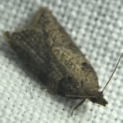 Tortricinae (subfamily) (A tortrix moth) at Garran, ACT - 27 Feb 2022 by Tapirlord