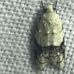 Tracholena sulfurosa (A tortrix moth) at Garran, ACT - 27 Feb 2022 by Tapirlord