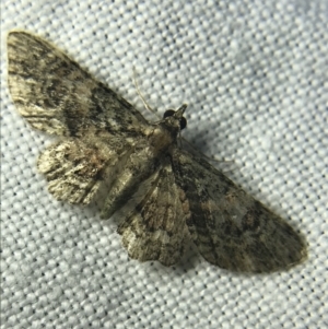 Chloroclystis catastreptes at Garran, ACT - 27 Feb 2022