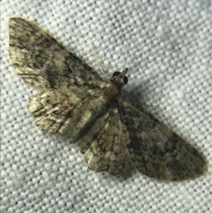 Chloroclystis catastreptes at Garran, ACT - 27 Feb 2022