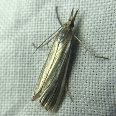 Hednota species near grammellus (Pyralid or snout moth) at Garran, ACT - 27 Feb 2022 by Tapirlord