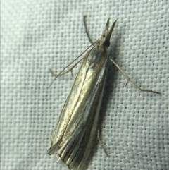 Hednota species near grammellus at Garran, ACT - 27 Feb 2022 09:03 PM