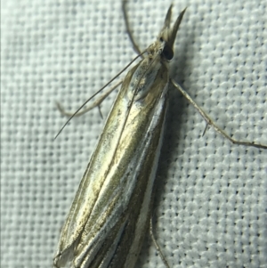 Hednota species near grammellus at Garran, ACT - 27 Feb 2022 09:03 PM