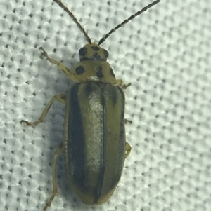 Xanthogaleruca luteola at Garran, ACT - 27 Feb 2022