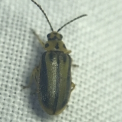 Xanthogaleruca luteola at Garran, ACT - 27 Feb 2022