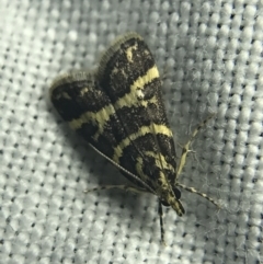 Scoparia spelaea (a Crambid moth) at Garran, ACT - 27 Feb 2022 by Tapirlord