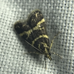 Scoparia spelaea at Garran, ACT - 27 Feb 2022 08:54 PM