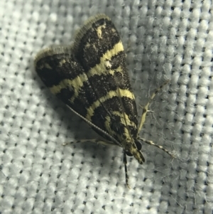 Scoparia spelaea at Garran, ACT - 27 Feb 2022