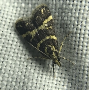 Scoparia spelaea at Garran, ACT - 27 Feb 2022