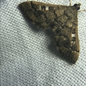 Nacoleia rhoeoalis at Garran, ACT - 27 Feb 2022