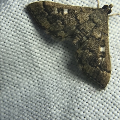 Nacoleia rhoeoalis (Spilomelinae) at Garran, ACT - 27 Feb 2022 by Tapirlord