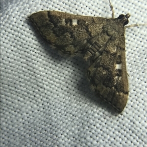 Nacoleia rhoeoalis at Garran, ACT - 27 Feb 2022