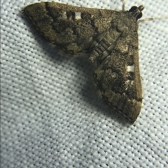 Nacoleia rhoeoalis at Garran, ACT - 27 Feb 2022