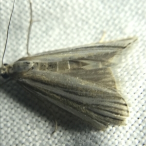 Hednota species near grammellus at Garran, ACT - 27 Feb 2022