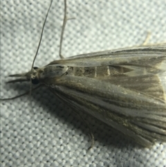 Hednota species near grammellus at Garran, ACT - 27 Feb 2022