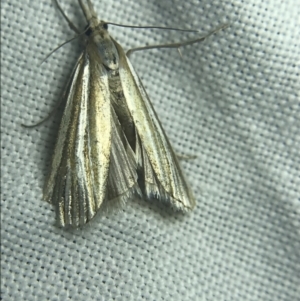 Hednota species near grammellus at Garran, ACT - 27 Feb 2022